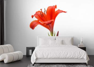 red flower isolated on transparent background cutout Wall mural