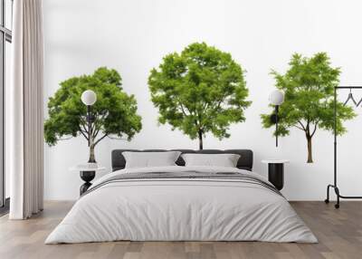 slim tree set isolated on transparent background cutout Wall mural