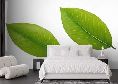 two green leaf isolated on transparent background cutout Wall mural