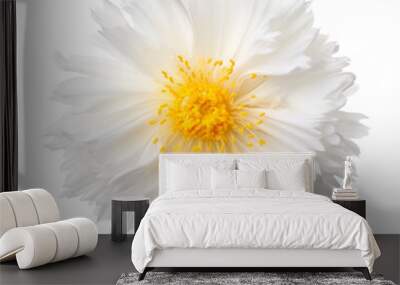 white flower isolated on transparent background cutout Wall mural