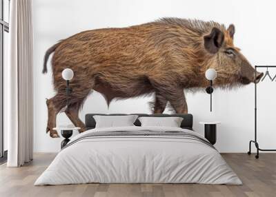 wild boar isolated on transparent background cutout Wall mural