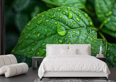 close view of a green leaf with many droplet on it Wall mural