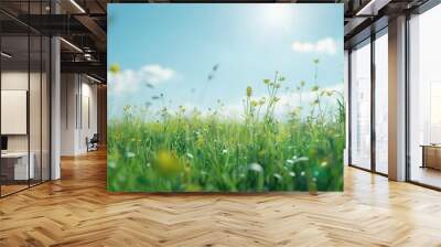 Summer field with tall grasses with flower. Open field with wild flower and butterfly. Sunny day wide blue sky Wall mural