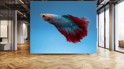 beautiful little betta fish
taken close up (macro) on a blue background Wall mural