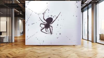 Spiders make webs. Wet spider web, with small spider on color background Wall mural