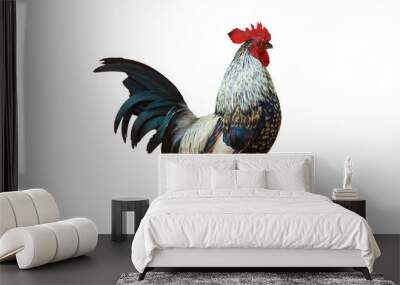 beautiful colored chicken isolated on white background. Wall mural