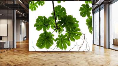 A branch of a Pumpwood plant whose leaves are finger-shaped and green Wall mural