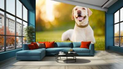 Active, smile and happy purebred labrador retriever dog outdoors in grass park on sunny summer day Wall mural