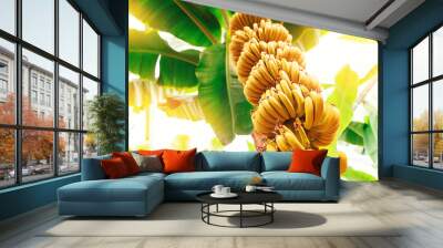 Closeup bunch growing ripe yellow banana with sunlight. Concept agriculture Plantation fruits tree in greenhouses Turkey Wall mural