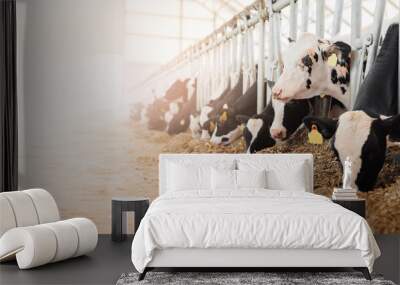 Cows holstein eating hay in cowshed on dairy farm with sunlight in barn. Banner modern meat and milk production or livestock industry Wall mural