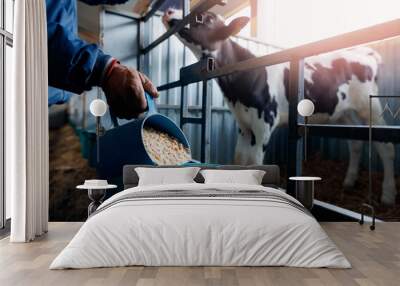 Farmer holding mixture food of corn and wheat and giving them to cows in barn farm. Concept livestock farm with organic cattle Wall mural