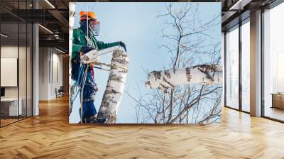 Man saws sawmill with chainsaw at height with insurance. Concept of cutting down trees with help of lines. Wall mural