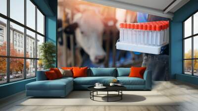 Vet doctor of livestock cattle. Professional veterinarian of ranch hold test tube for examining blood and health of cow farm Wall mural