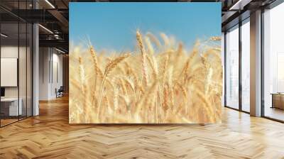 Golden wheat field in summer. Wall mural