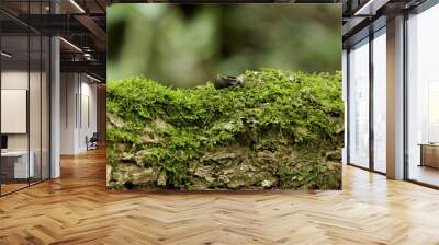 Moss in the forest Wall mural