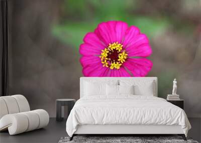 pink flower in the garden Wall mural