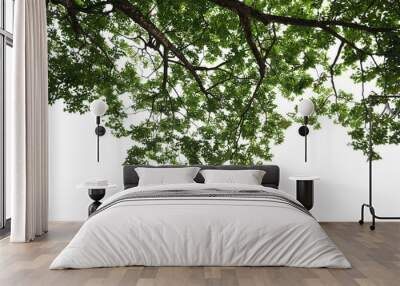 tropical tree leaves and branch foreground Wall mural