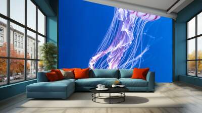 Pacific sea nettle Chrysaora melanaster jellyfish. Vibrant Pink against a deep blue background Wall mural