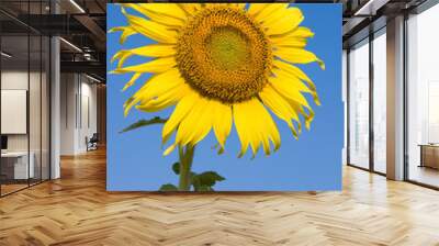 sunflower on blue sky background Wall mural