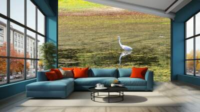 A white Heron in a marsh Wall mural