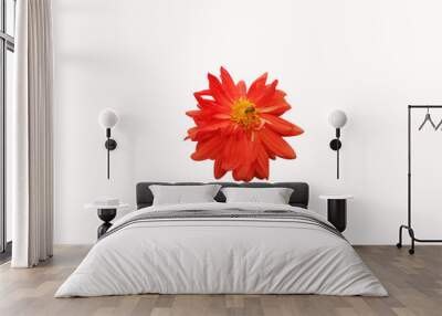 A Yellow dahlia flower isolated on white background and clipping path. Wall mural