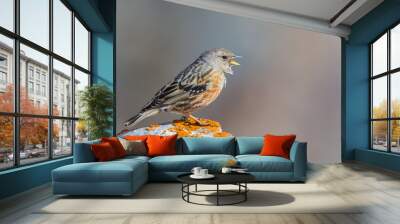 alpine accentor (prunella collaris) with open beak standing on rock Wall mural