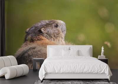 back view groundhog marmot (marmota monax) in grassland, sunshine Wall mural