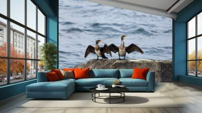 Two great cormorants (Phalacrocorax carbo) standing on rock and Wall mural