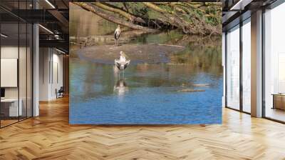 Crocodiles and yellow-billed storks in a lake in Africa, exotic landscape Wall mural