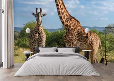 Giraffes standing in the savannah in the Serengeti park, two wild animals Wall mural