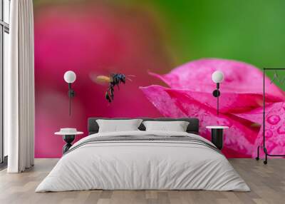 Insect flying on a pink flower to harvest pollen Wall mural