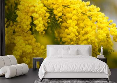 Yellow mimosa in spring, blossom flowers Wall mural