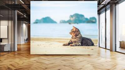 cute cat relaxing on railay beach in Krabi , Thailand , Asia Wall mural