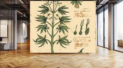 Hand-drawn Botanical vector illustration in retro style with cannabis plant. Page of an old book. Hemp, Cannabis or marijuana, medicinal plant Wall mural