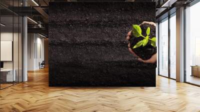 Female Hands Planting Young Plants. Garden Concept Wall mural