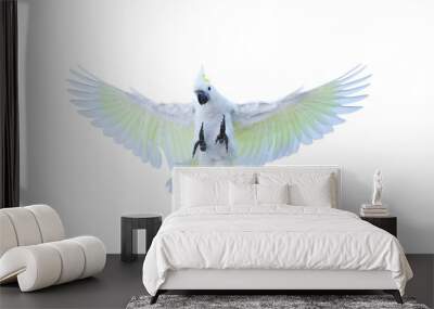 Beautiful cockatoo parrot flying isolated on transparent background. Wall mural