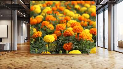 Beautiful Marigold flower in the garden  Wall mural