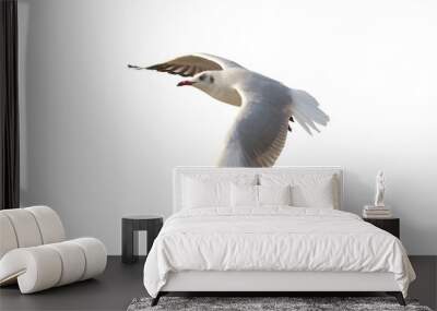 Beautiful seagull flying isolated on transparent background. Wall mural