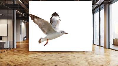 Beautiful seagull flying isolated on transparent background. Wall mural