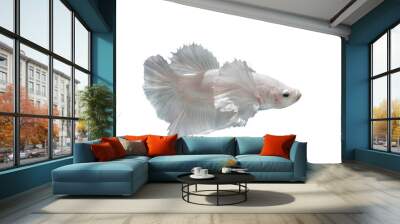 Betta fish, Siamese fighting fish isolated on transparent background. Wall mural