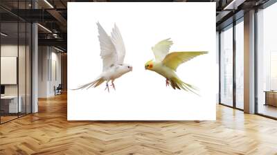 Cacatuidae parrots flying isolated on white. Wall mural