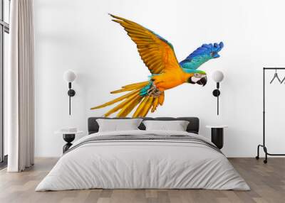 Colorful Blue and gold macaw parrot flying isolated on transparent background. Wall mural