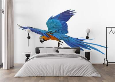 Colorful flying Blue and Gold Macaw parrot isolated on transparent background png file Wall mural