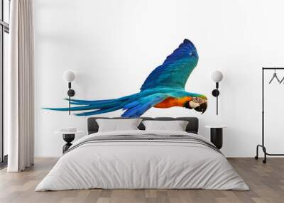 Colorful flying parrot isolated on transparent background png file Wall mural