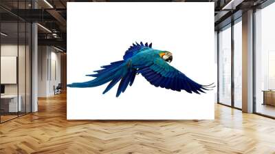 Colorful flying parrot isolated on transparent background png file Wall mural