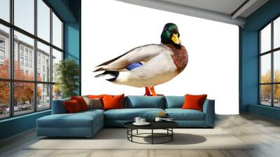 Colorful mallard duck isolated on transparent background. Wall mural