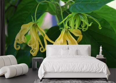 Dwarf ylang-ylang flower blooming in the garden. Wall mural