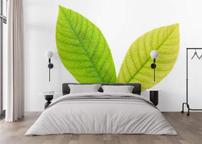 green and yellow leaf on white background Wall mural