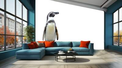 Humboldt penguin standing isolated on transparent background png file Wall mural