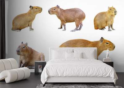 Set of Capybara isolated on white background. Wall mural